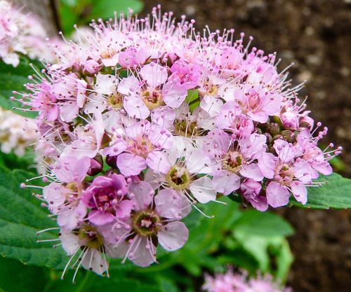 Спирея густоцветковая (Spireaea densiflora)