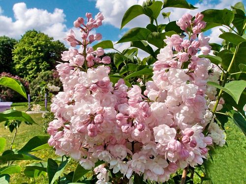 Сирень обыкновенная (Syringa vulgaris) Krasawica Moskwy