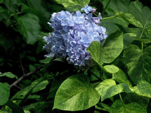 Сирень обыкновенная (Syringa vulgaris) Aucubaefolia