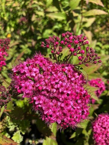 Спирея японская (Spiraea japonica) Anthony Waterer