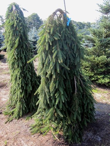 Ель обыкновенная (Picea abies) Inversa