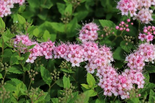 Спирея японская (Spiraea japonica) Froebelii