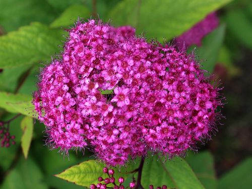 Спирея японская (Spiraea japonica) Crispa