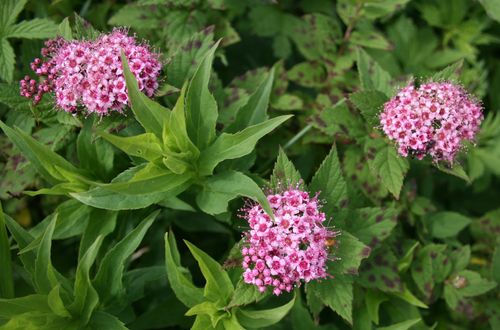 Спирея японская (Spiraea japonica) Japaness Dwarf