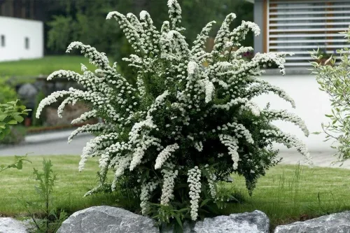 Спирея серая (Spiraea cinerea) Grefsheim