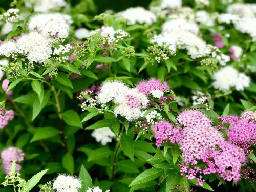 Спирея японская (Spiraea japonica) Genpei или Shirobana