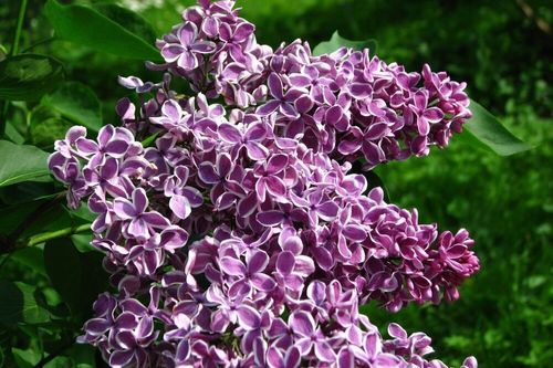 Сирень обыкновенная (Syringa vulgaris) Sensation