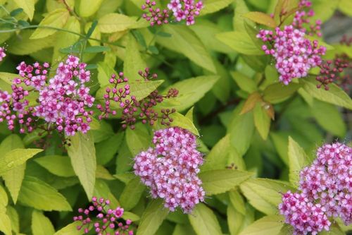 Спирея японская (Spiraea japonica) Goldmound