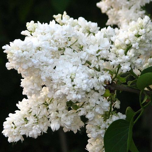 Сирень обыкновенная (Syringa vulgaris) Mme Lemoine