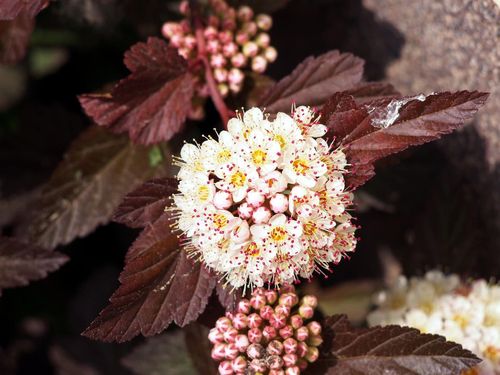 Пузыреплодник калинолистный (Phusocarpus opulifolius)