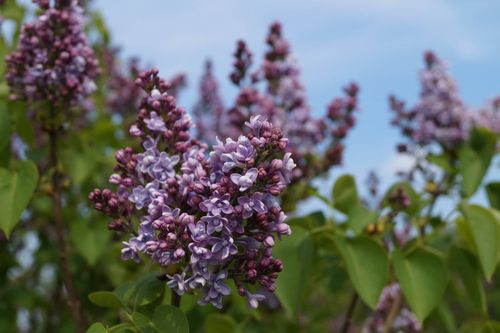 Сирень обыкновенная (Syringa vulgaris) Michel Buchner