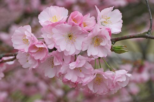 Миндаль трёхлопастной (Prunus triloba)