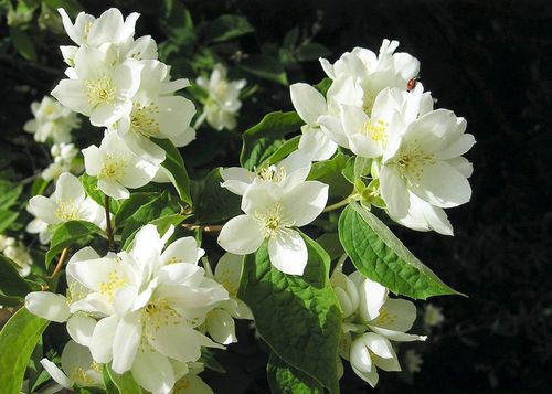 Чубушник венечный (Philadelphus coronaries)