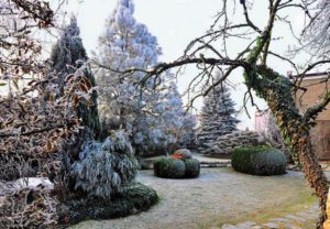 Хвойные деревья в саду зимой